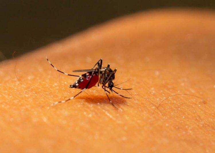 Aedes Aegypt, mosquito transmissor da dengue - Foto: Divulgação