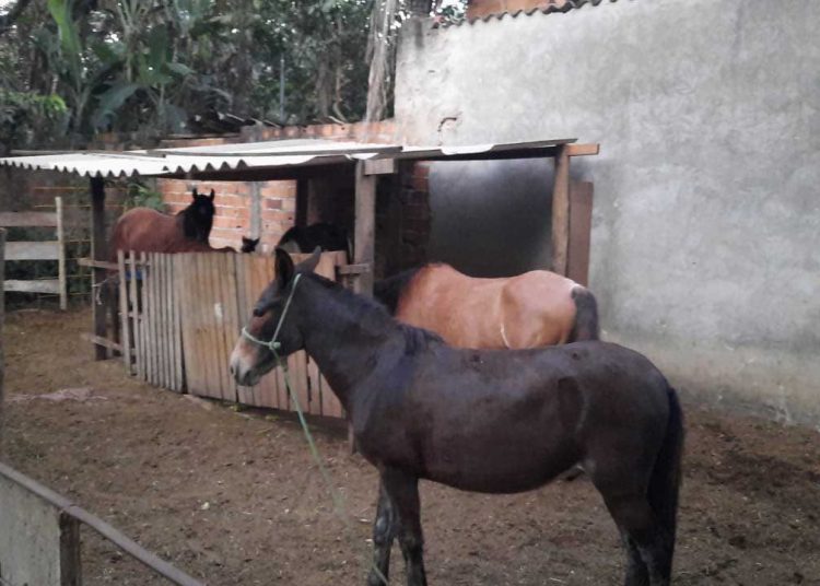 Cavalos resgatados em abatedouro | Foto: Divulgação/ Semma