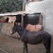 Cavalos resgatados em abatedouro | Foto: Divulgação/ Semma