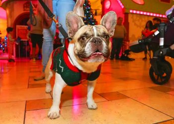 Saiba as regras para passear com seu pet em um shopping de Aparecida | Foto: Reprodução