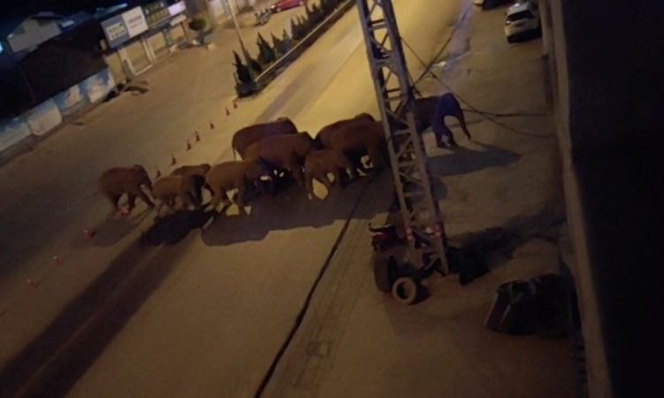 Manada de elefantes na China | Foto: Reprodução