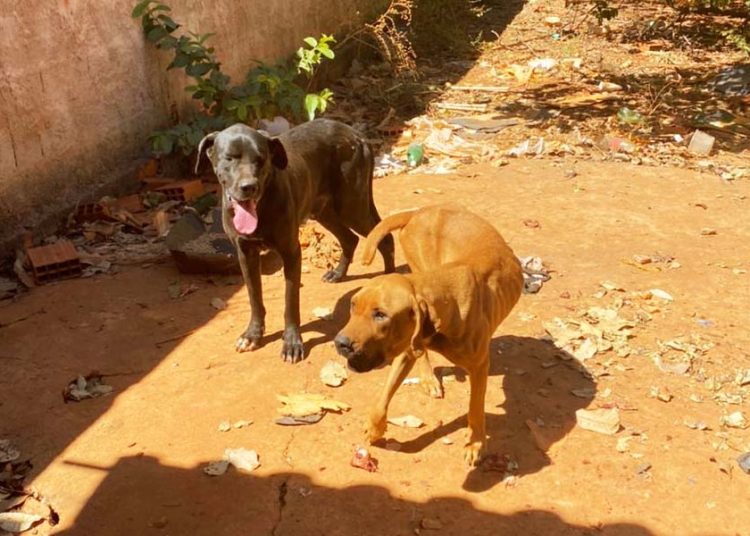 Cachorros abandonados em Formosa | Foto: Divulgação/ PCGO