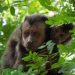 Macaco-prego, comuns no Parque Areião | Foto: Google