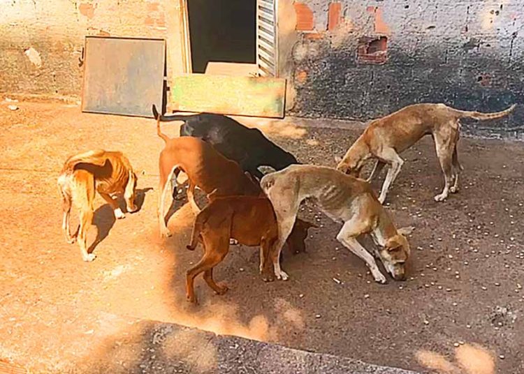 Dema recebe denúncia e encontra cães sem alimentação em residência de Aparecida | Foto: Divulgação/ PCGO