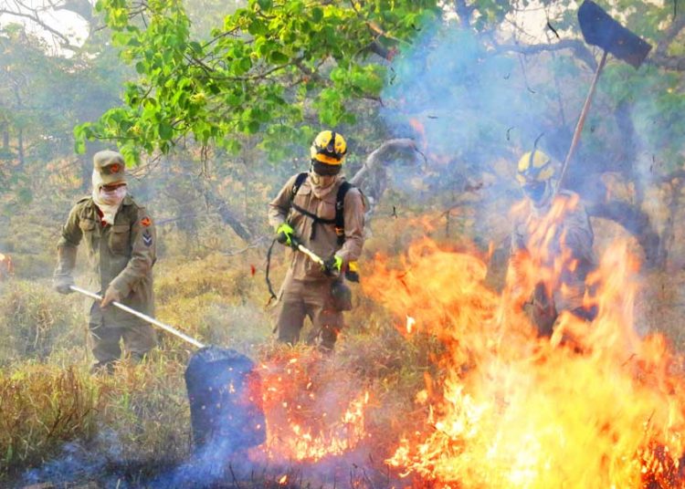 Bombeiros combatem queimadas | Foto: Divulgação/ CBMGO