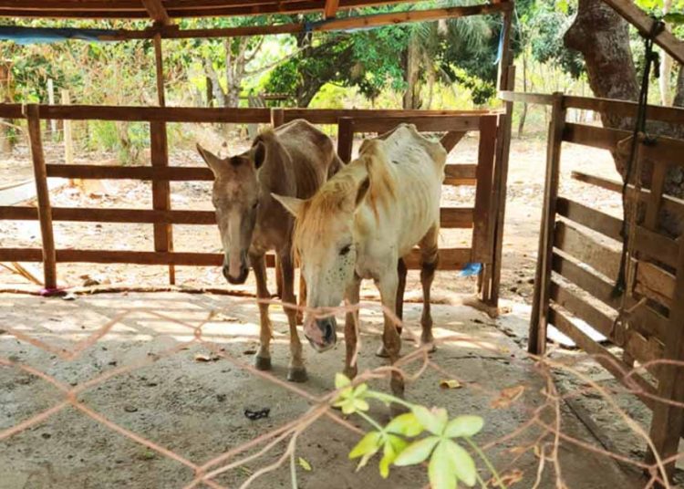 Fiscalização de Aparecida fecha abatedouro clandestino e resgata 8 cavalos | Foto: Divulgação / Semma