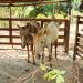 Fiscalização de Aparecida fecha abatedouro clandestino e resgata 8 cavalos | Foto: Divulgação / Semma