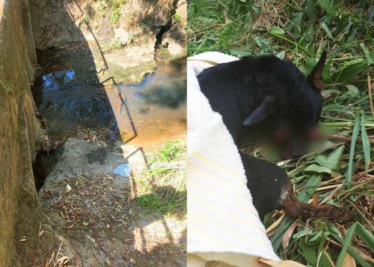 Cachorro que foi jogado em córrego para morrer é resgatado e autores de maus-tratos, indiciados, em Goiânia | Foto: Divulgação / PCGO