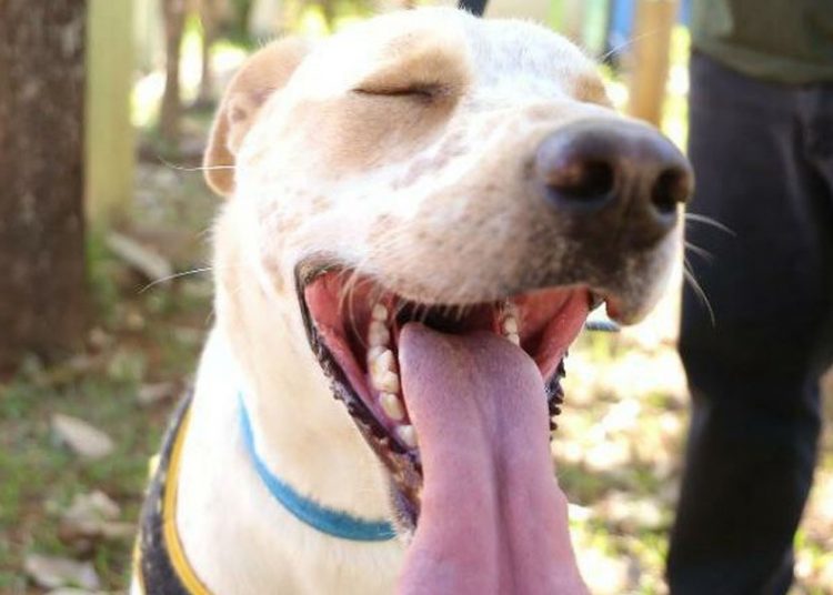 Prefeitura de Goiânia lança campanha para estimular adoção de cães e gatos abrigados no Centro de Zoonoses | Foto: Dayane Pereira / Secom