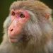 Varíola dos macacos é monitorada | Foto: Reprodução