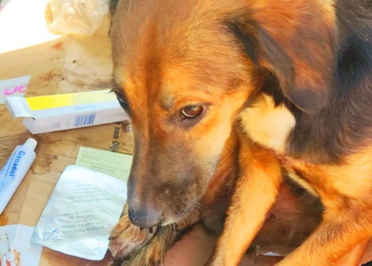 Idoso é preso em Goiânia após arrastar cadela amarrada a motocicleta | Foto: Divulgação / PCGO