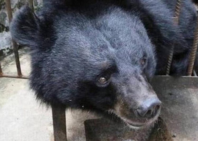 Cachorro supostamente da raça mastim tibetano era, na verdade, um urso-negro-asiático | Foto: Reprodução