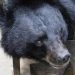 Cachorro supostamente da raça mastim tibetano era, na verdade, um urso-negro-asiático | Foto: Reprodução