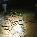 PM flagra abate de carne de cavalo dentro de casa em Aparecida de Goiânia | Foto: Divulgação / PMGO