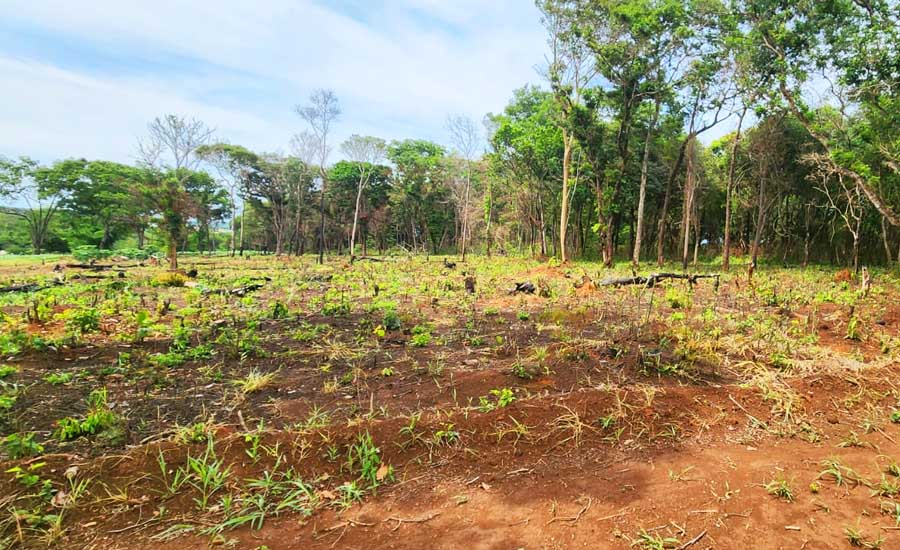 Área de desmatamento de vegetação ciliar foi identificada em Goiânia | Foto: José Alves / Folha Z