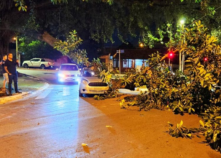 Galho de gameleira cai sobre carro em movimento em Goiânia | Foto: José Alves / Folha Z