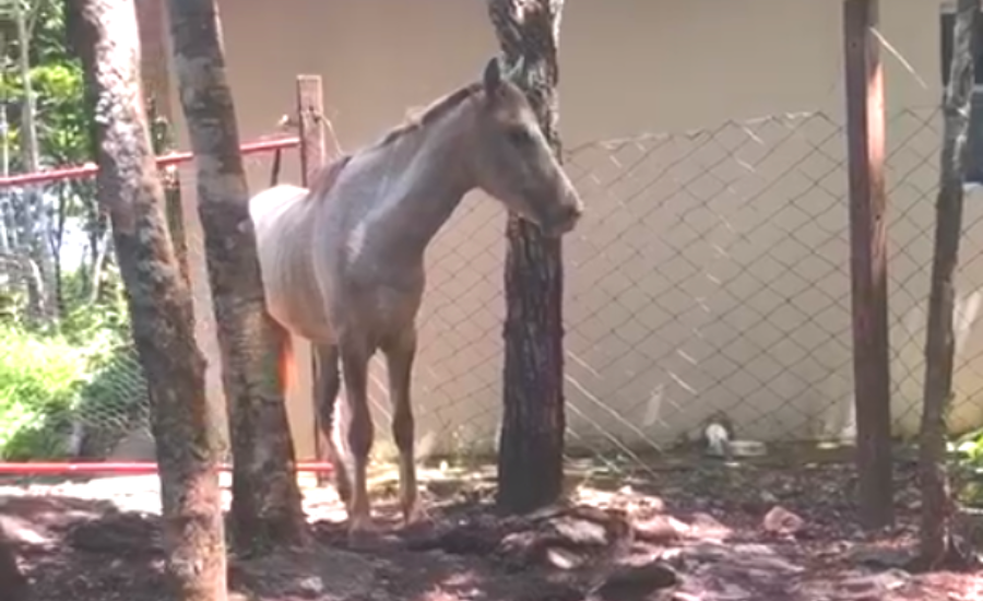 MGTV 2ª edição - Uberlândia  Frigorífico que abate cavalos em