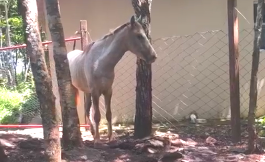 Polícia encontra abatedouro de cavalo, carne era vendida