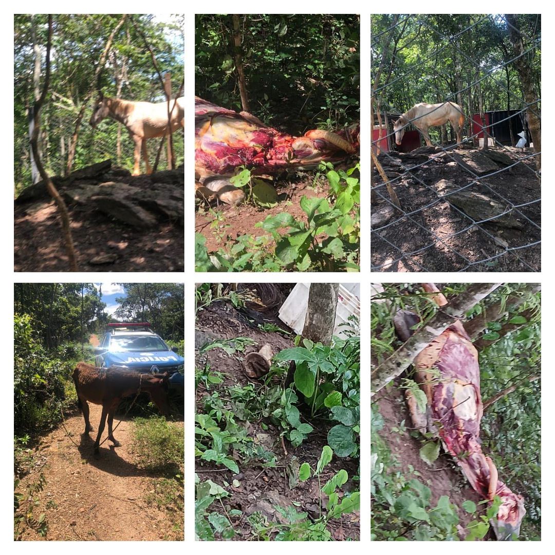 Polícia encontra abatedouro de cavalo, carne era vendida