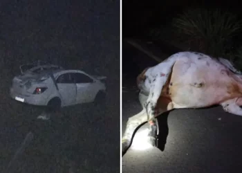 Veículo bateu contra animal na pista | Foto: reprodução