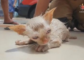 Gato é salvo por bombeiro após respiração boca a boca e massagem cardíaca | Foto: Divulgação/CBM-DF