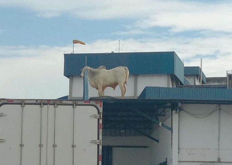 Boi escapou de uma ala de confinamento que fica na altura do telhado / Foto: Divulgação