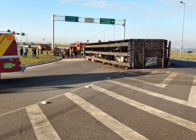 Carreta com 75 bois tomba próximo ao Aeroporto de Goiânia; 2 animais morreram