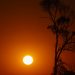 180 municípios goianos estão em alerta de “grande perigo” por onda de calor