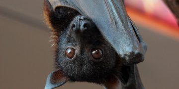 Morcegos frugívoros da família Pteropodidae são hospedeiros do Nipah | Foto: Reprodução