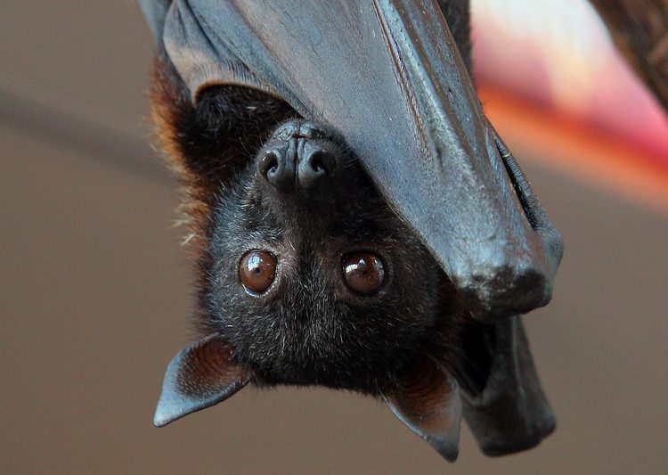 Morcegos frugívoros da família Pteropodidae são hospedeiros do Nipah | Foto: Reprodução