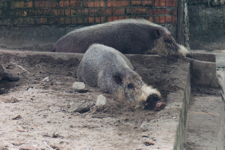Porcos também podem transmitir o Nipah para os humanos | Foto: Health Policy Watch