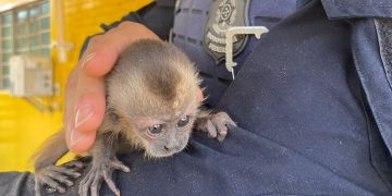 Animal foi resgatado e encaminhado para centro de reabilitação | Foto: PRF