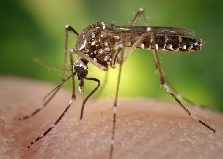 Período é perigoso para proliferação do mosquito | Foto: James Gathany/Public Health Image Library (PHIL)