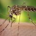 Período é perigoso para proliferação do mosquito | Foto: James Gathany/Public Health Image Library (PHIL)