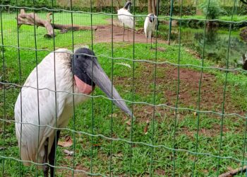 Zoológico de Goiânia | Foto: Agetul