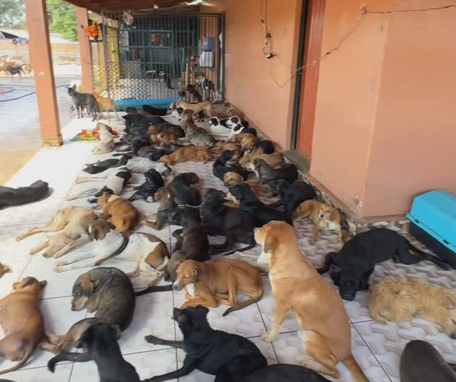 Menos de 1 mês após sair da Câmara, Lucíula diz não ter condição de receber animais em abrigo