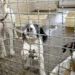 Aparecida planeja centro para acolher cães e gatos abandonados