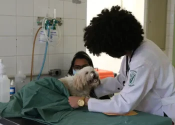 Aparecida inaugura Centro de Castração GRATUITO e anuncia abrigo temporário para animais