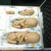 STF derruba liminar que autorizava enfermeiros a realizar aborto legal