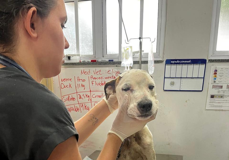 UPAVet de Goiânia: confira como buscar atendimento gratuito para cães e gatos