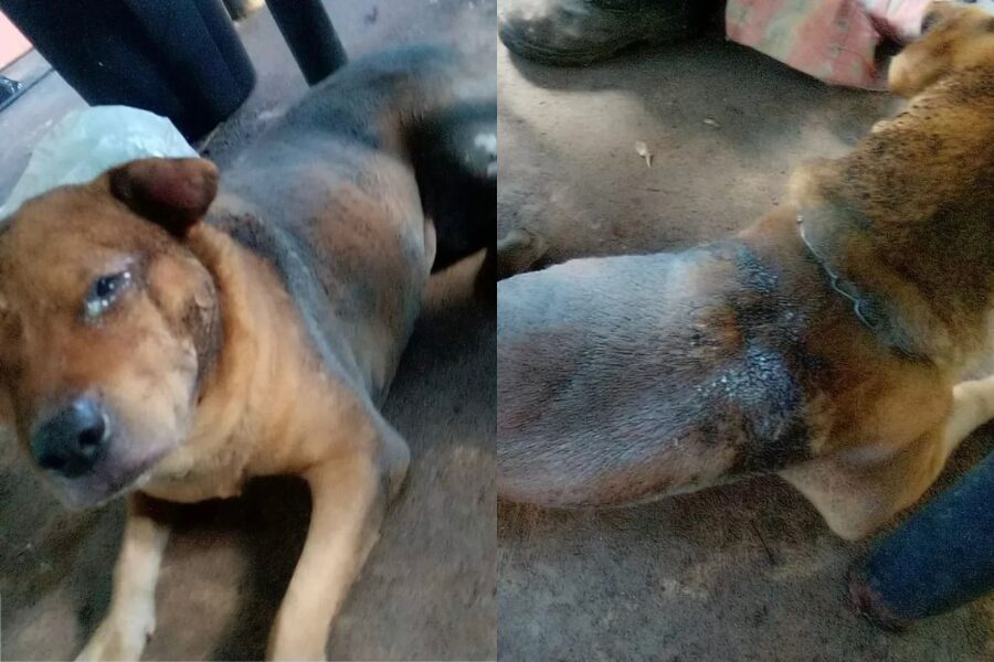 Cão atacado com gasolina em Aparecida morre e agressor recebe multa de R$ 50 mil