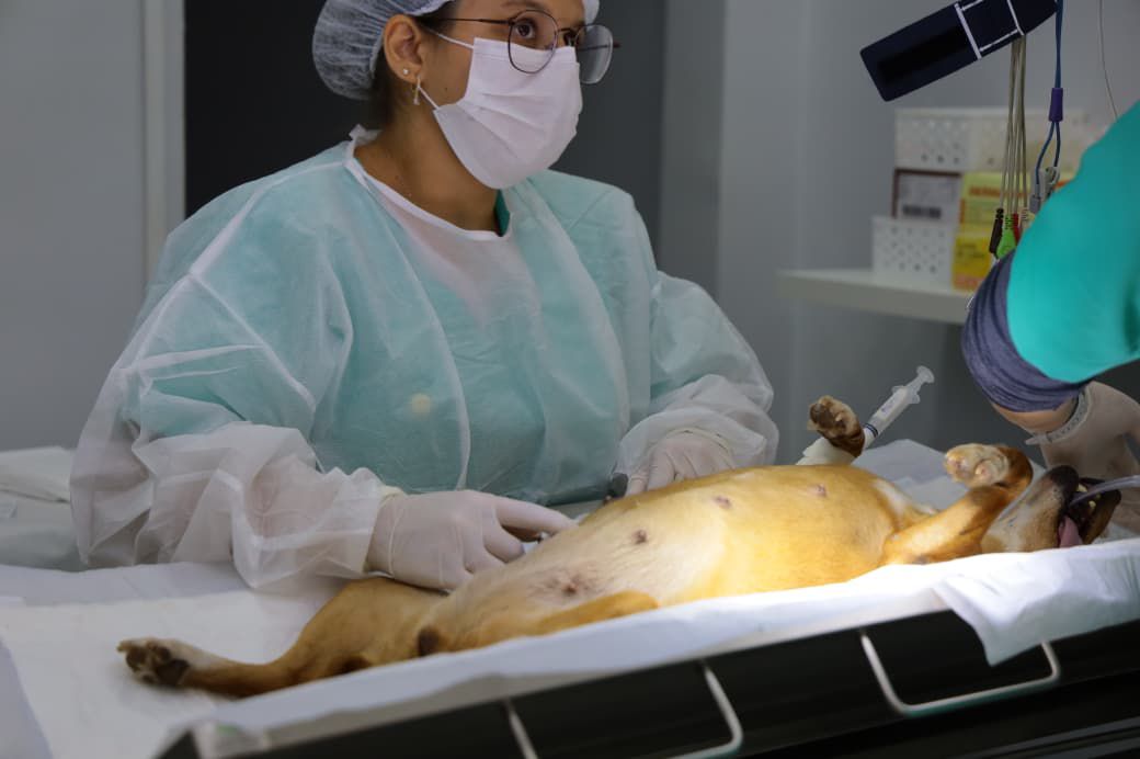 Onde castrar pets Aparecida de Goiânia