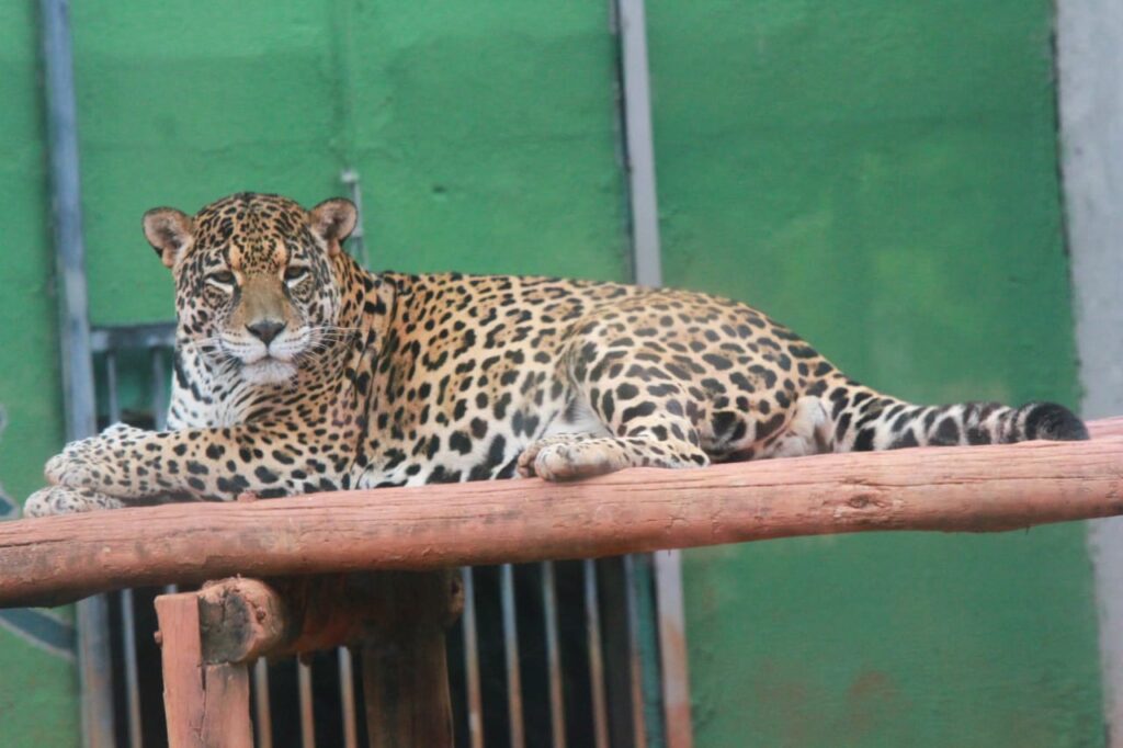 Zoológico de Goiânia