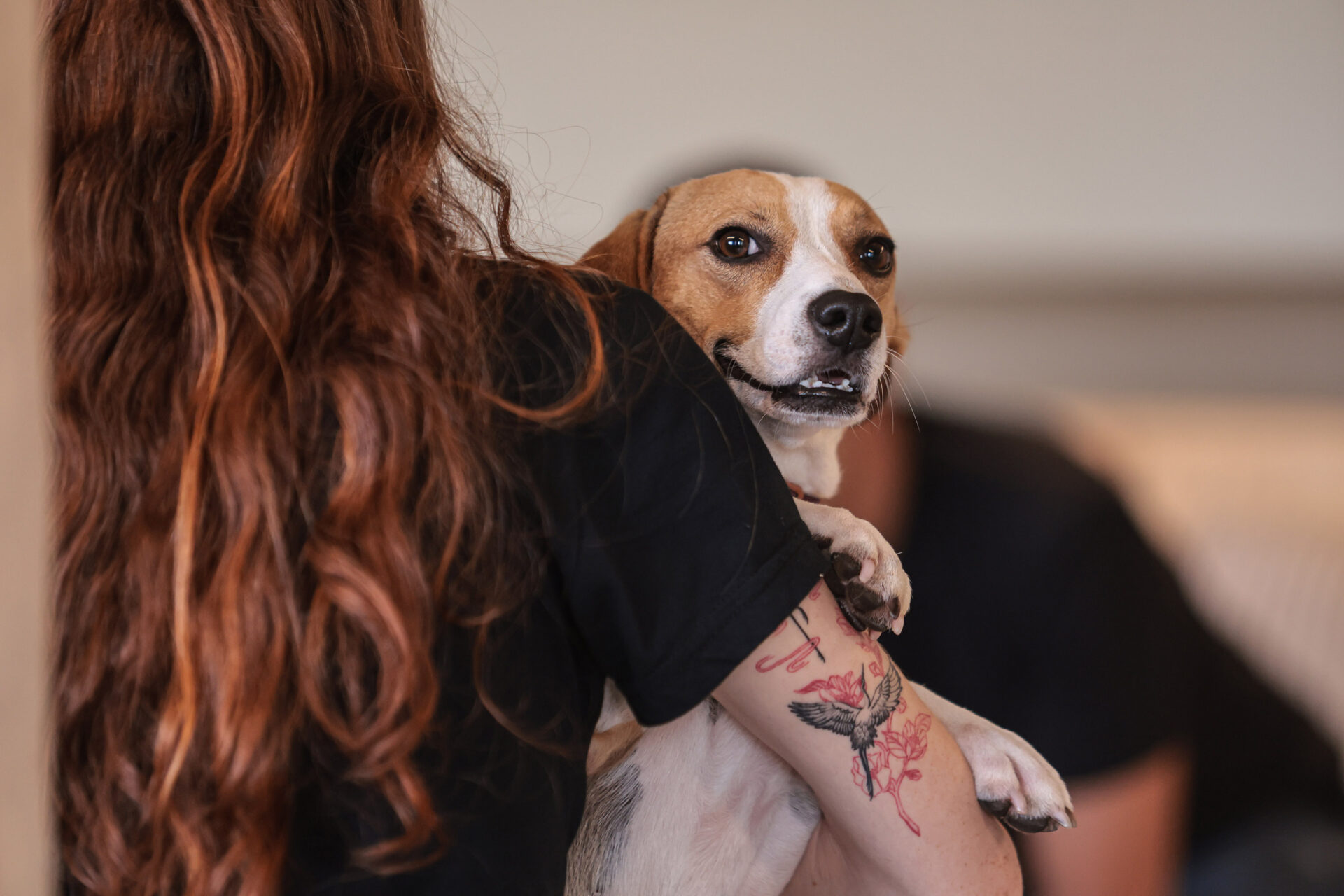 adoção de cães e gatos em Aparecida de Goiânia
