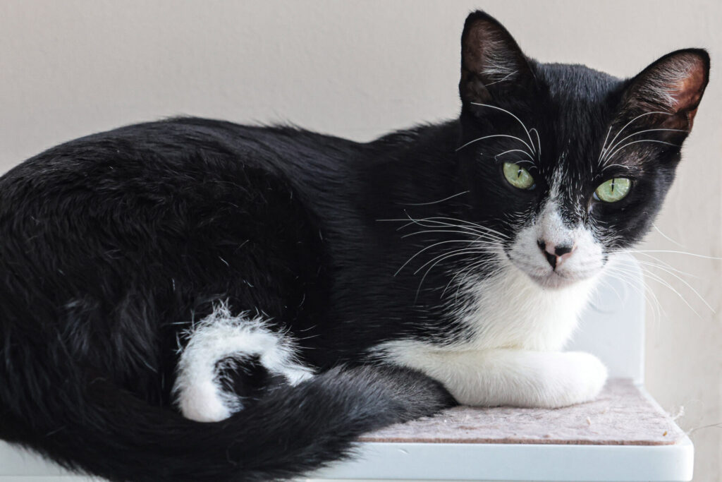 adoção de cães e gatos em Aparecida de Goiânia