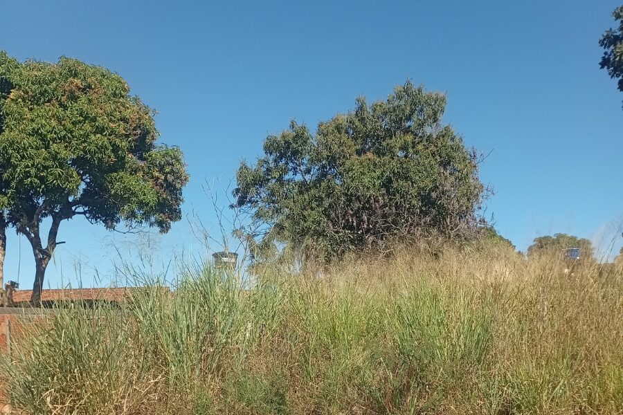 Limpeza de lotes em Aparecida 
