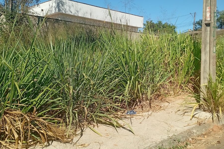 Limpeza de lotes em Aparecida 